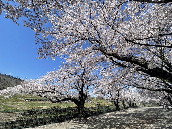 桜咲くサムネイル